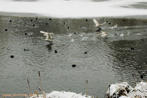 Cygnes tuberculés : apprentissage au vol