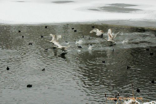 Cygnes tuberculés : apprentissage au vol