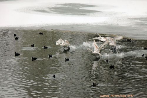 Cygnes tuberculés : apprentissage au vol