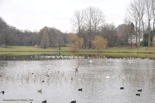 Etangs Mellaerts à Woluwe St Pierre