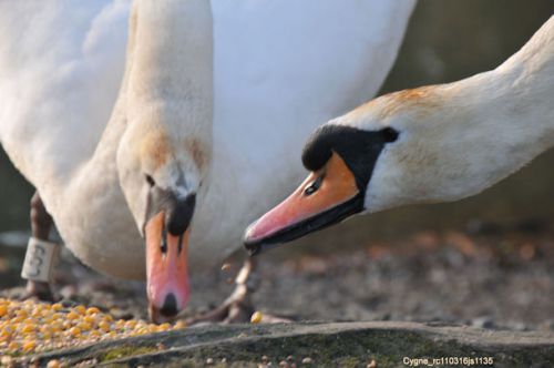 Portrait de cygne