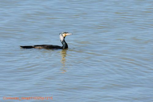 Grand cormoran  (Aalscholver) à la pêche