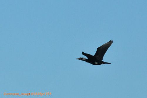 Grand cormoran  (Aalscholver)  en vol