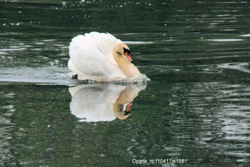 Cygne tuberculé     (Knobbelzwaan)