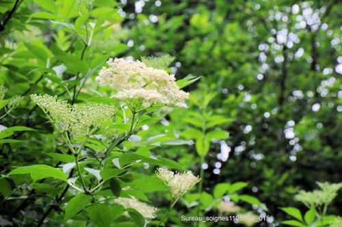 Sureau (fleurs)