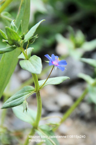 Mouron bleu      Primulacée    (240)