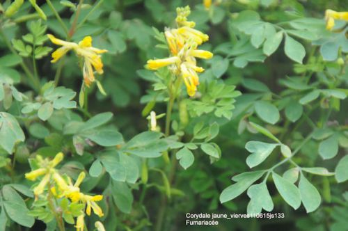 Corydale jaune     Fumariacée   (133)