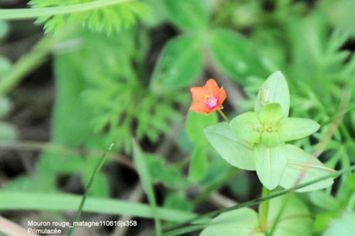 Mouron rouge     Primulacée     (358)