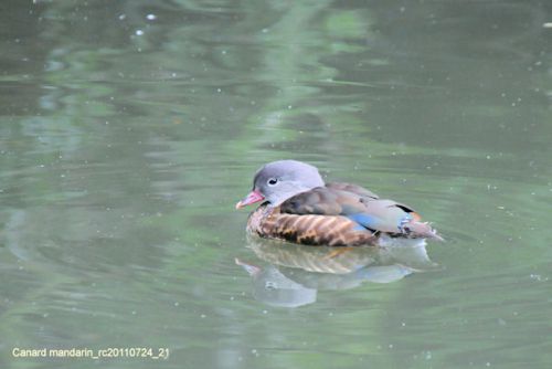 Canard mandarin     <em>Aix galericulata</em>