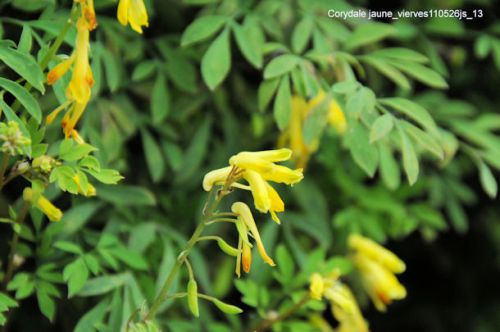Corydale jaune     (Fumariacée)