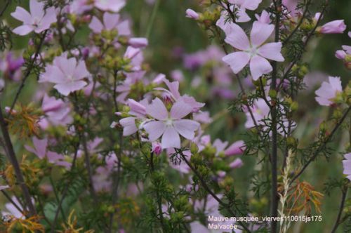 Mauve     (Malvacée)