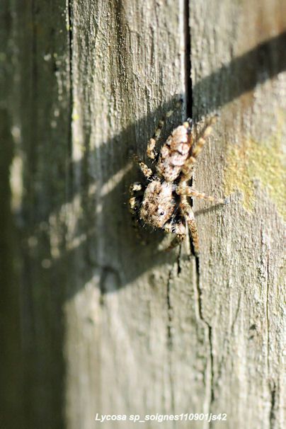 Araignée sauteuse     <em>Marpissa muscosa</em>