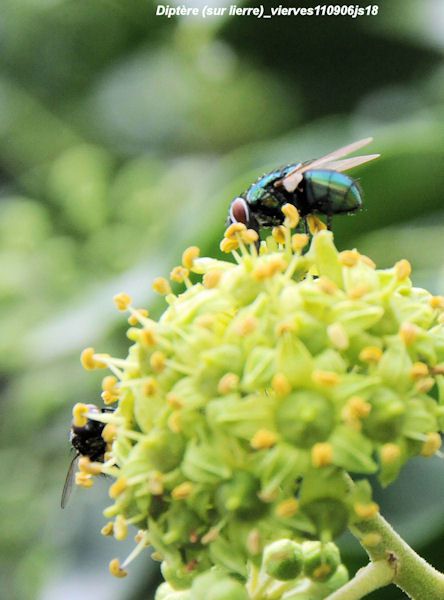 Diptères sur fleur de Lierre