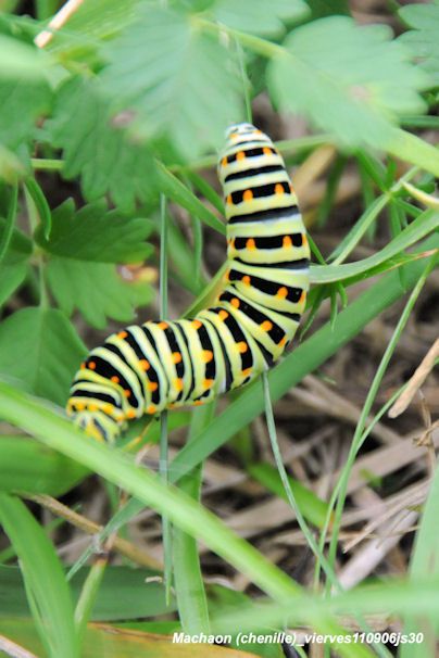 Chenille du Machaon