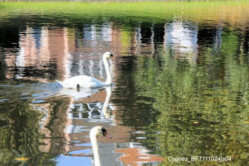 Cygne tuberculé     (Knobbelzwaan)