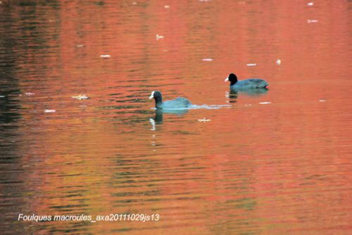 Foulques macroules     (meerkoet)