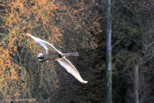 Cygne tuberculé (Knobbel zwaan)