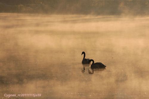 Cygnes dans la brume ...