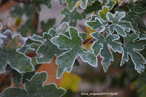 Givre sur les feuilles (automne 2011)