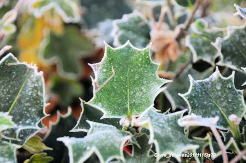 Givre sur les feuilles (automne 2011)