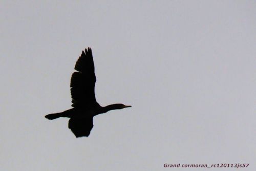 Grand cormoran en noir et blanc
