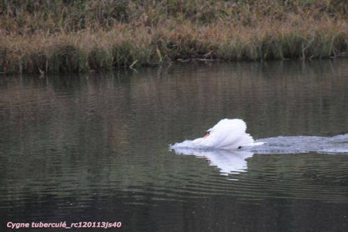 Cygne  tuberculé : à l'attaque !!!