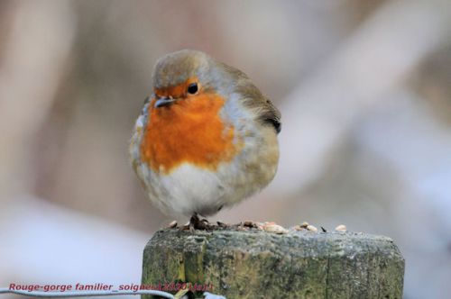 Rouge-gorge   (Roodborstje)