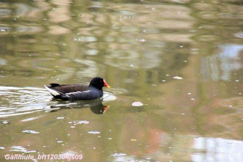 Gallinule poule d'eau