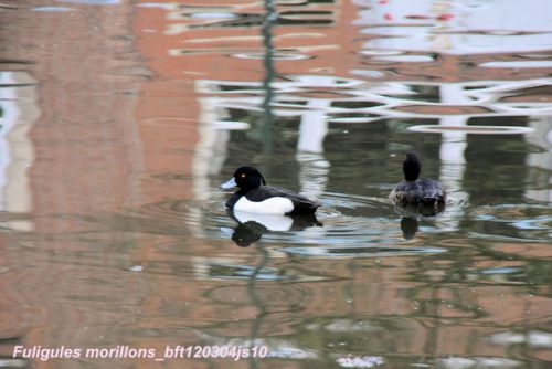 Fuligules morillons