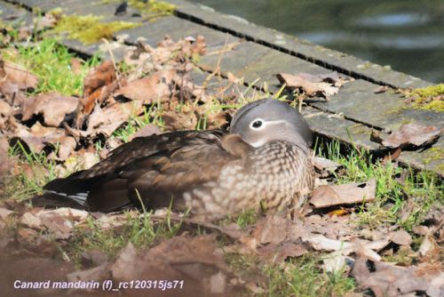 Canard mandarin