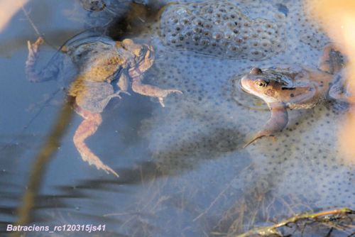 Pontes et amours des batraciens