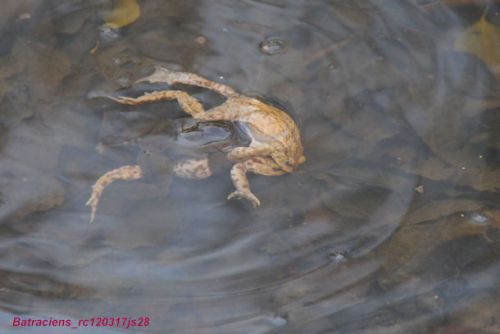 Pontes et amours des batraciens