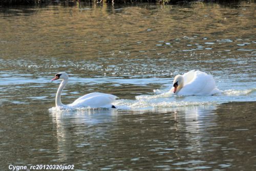 Cygnes tuberculés : défense du territoire