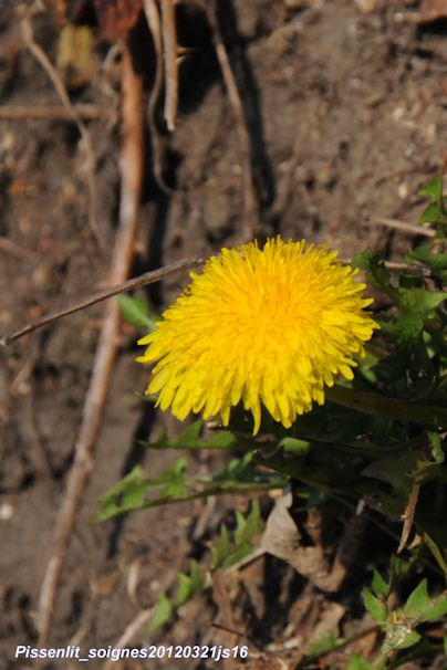 Pissenlit dents de lion     (<em>Taraxacum ruderalia</em>)