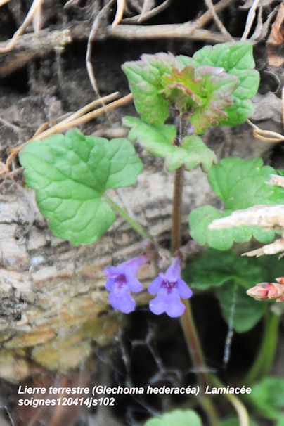 Lierre terrestre   (<em>Glechoma hederacea</em>