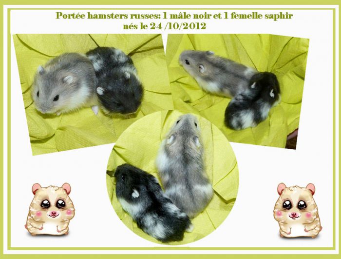 2  hamsters russes nés octobre 2012