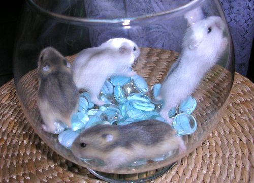  Début mai 2008  Portée de 4 hamsters russe de Lubie (perle) et kiwi ( agouti) :2 mâles perles, 2 femelles saphirs