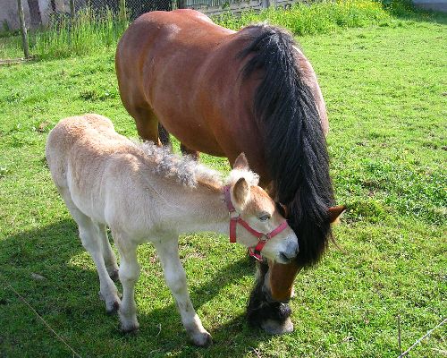 Poulain avec sa maman  ( mai 2008)