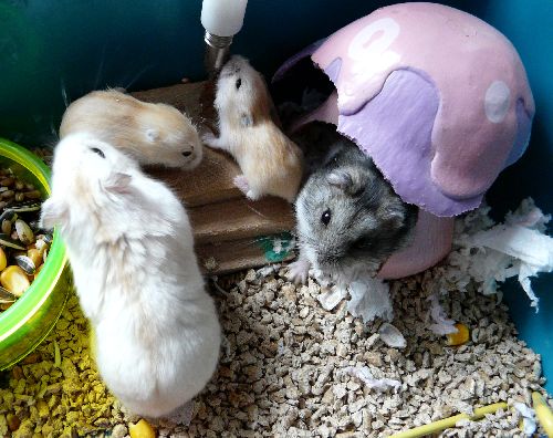 La petite famille hamster russe de Lovely et Bo