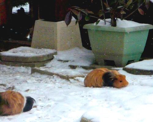 Les cobayes dans la neige