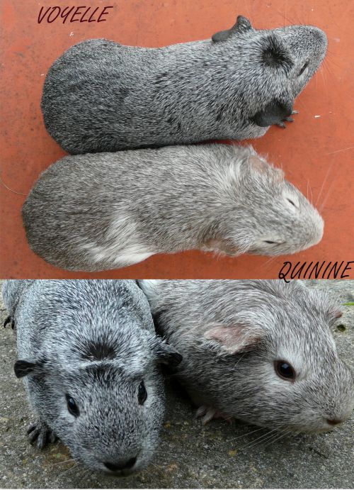 Et différence entre l'agouti cannelle et l'agouti argenté.