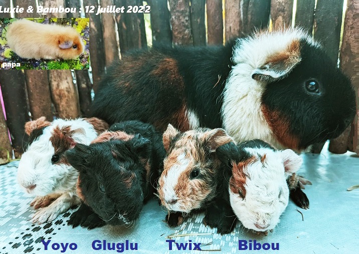 4 petits Us teddies nés le 12 juillet 2022 de Luxie et Bambou ( US fauve, blanc).