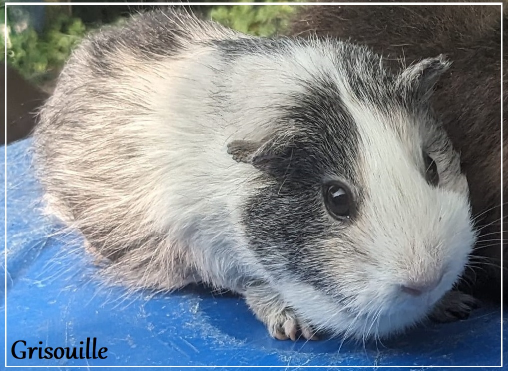 GRISOUILLE PL agouti argenté née en 2018  (confié  par une amie en juin 2023.)