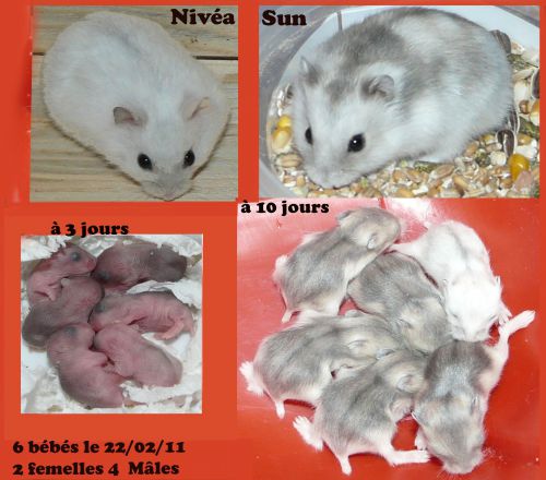 Naissance de 6 bébés hamsters nains russes le 22 février 2011