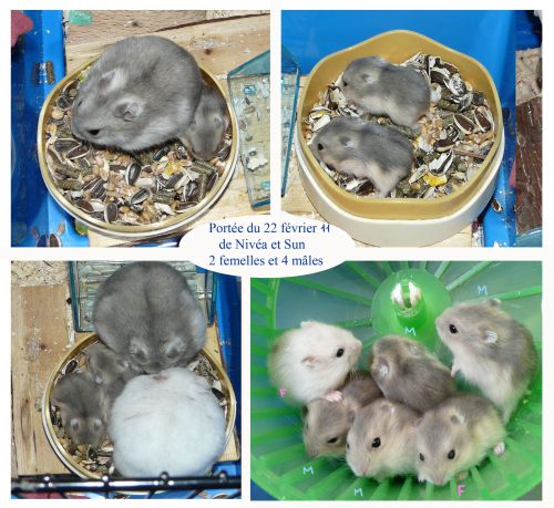 Famille hamster russe à 15 jours Papa SUN ( silver) Maman Nivéa, perle.