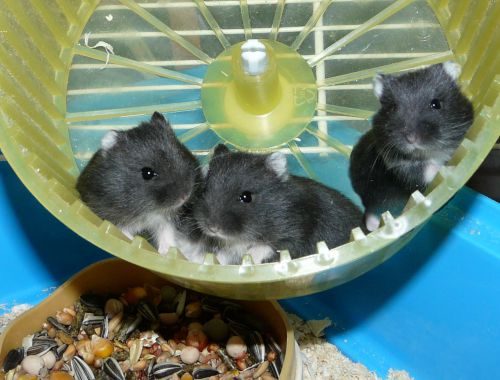 3 petits hamsters nains pandas nés le 12 /08/11