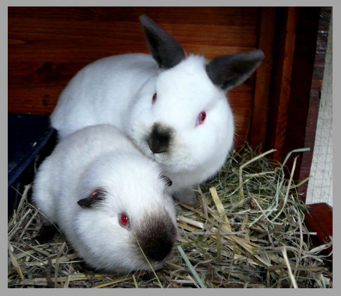 Galak mon lapin russe et Polaire mon cochon d'inde himalayen, les meilleurs copains 