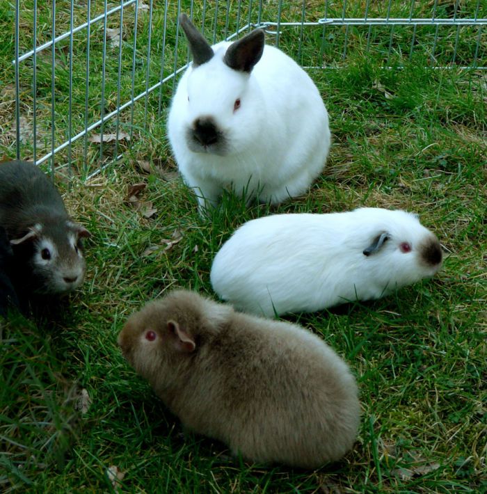 Première sortie de printemps/ mars 2012: Galak le lapin avec Géode, Tinkerbell et Suki.