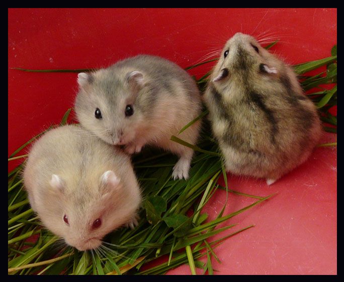 Bébés hamsters nés le 12 avril 2012 .Papa ZUT  maman LOA