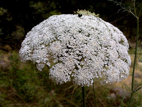 Parasol fleuri